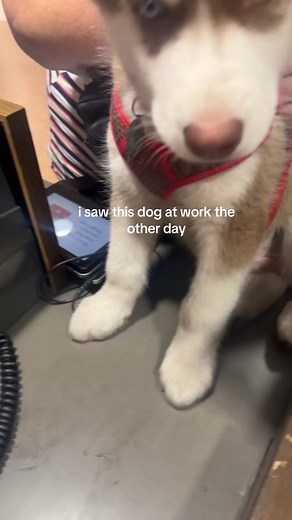 Mysterious Skinwalker Dog Caught on Camera