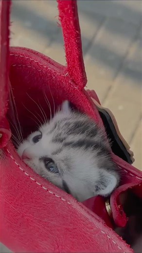 cattos on Instagram: "Follow(@cattos.jpeg) - 在日本，研究人员正利用智能人行道将日常活动转化为清洁能源⚡。这些道路内嵌特殊的压电材料，可以从行人的脚步中收集动能。当人们行走、奔跑或跳跃时，路面会轻微变形，从而产生机械压力。压电晶体将这种压力转化为电能🪫。这些能量可用于照亮路灯、为公共显示屏供电，甚至监测行人流量。 这种技术不仅减少了能源浪费，还展示了未来城市的无限可能🌍。在东京、京都等城市的试验区，人们的每一步都在为绿色地球贡献力量💚。科技让生活更环保，也让每一个脚步更有意义✨ #日本 #科技 #创新 #可持续 #绿色能源 未来城市 环保 知识 事实 推荐 你知道吗 技术 实验 热门"