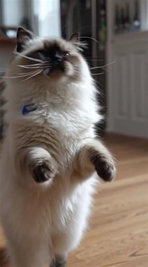 cute Himalayan cat moments