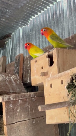 Cute love birds❤️🥰 #lovebirdsfarming #birds #lovebirds #birdingparadise