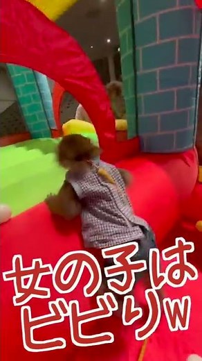 When I showed the baby monkey an air amusement park, he got so excited it was adorable lol #shorts