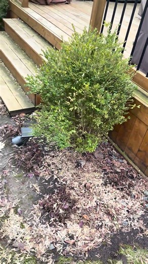 Skunk-Proofing a Backyard Deck (Start to Finish) 🦨🔧How to keep skunks out of your backyard deck