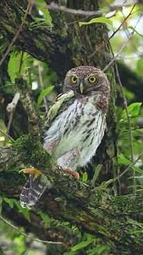 A very friendly little owl with a variety of adorable expressions