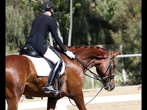 Old Version 2019: How to Ride Fourth Level Test 3 (2019)