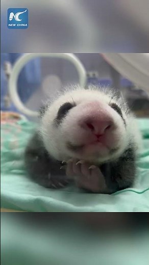 Giant panda cub turns 1 month old in Gansu, China