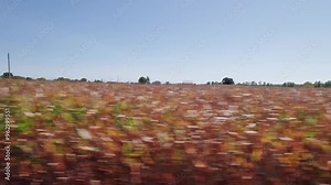 Car perspective and POV of midwestern landscape and rural Ohio in United States with cornfields, crops, fields, countryside, homes, residents, and houses alongside the country road