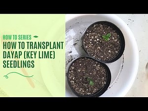 How to Transplant Dayap (Key Lime) Seedlings | How To Series