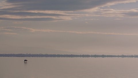 Lone Flamingo Feeding Pale Winters Morning Stock Footage Video (100% Royalty-free) 1067614736 | Shutterstock