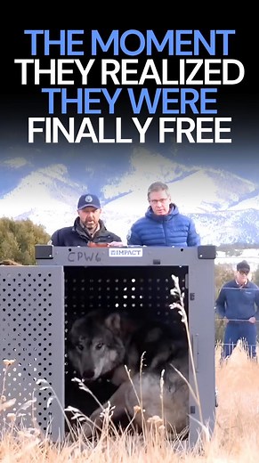 In December 2023, 10 gray wolves were reintroduced to the Colorado wild, marking a historic moment in the restoration of nature’s balance. A year later, these wolves are thriving, and the state is preparing for more releases in 2025! This milestone is a testament to the tireless efforts of animal heroes—biologists, wildlife advocates, and conservationists—who are dedicated to protecting and preserving our planet’s biodiversity. Disclaimer: This video is for inspirational purposes only. I do not 