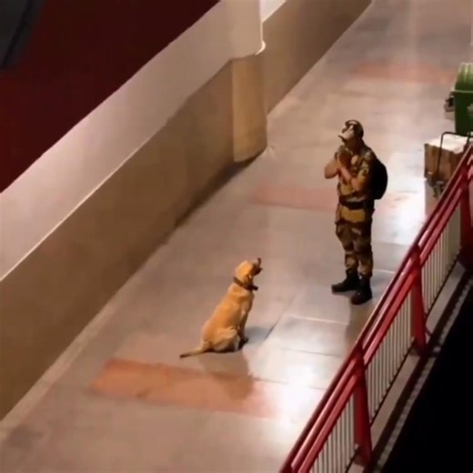 Partners in peril, united in resolve: CISF K9 #CISF K9s form an essential component of the security matrix. The bond between CISF K9s and personnel is forged through trust, countless hours of training and life-saving moments. A relationship that transcends the chain of command and stands as a testament to loyalty and service. #DogOnDuty #ShieldOfSecurity #CISFK9Squad #CanineCommando #SilentProtector Ministry of Home Affairs, Government of India | Central Industrial Security Force - CISF