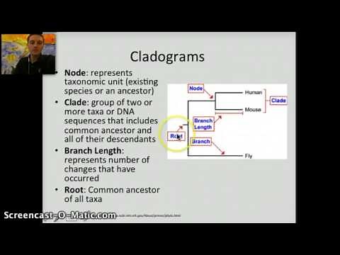 Making Cladograms