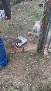 19K views · 369 reactions | HELP! RDR WARRIORS AND ANGELS! Morticia,...