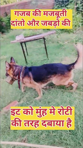 Exercise of GSD to strength of teeth and jaws 🐕 Powerful and Active German Shepherd Dog 🐕 Farmamrit