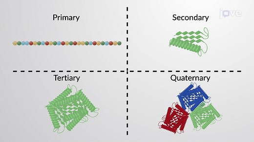 Video: Protein and Protein Structure