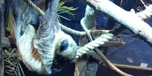 Watch Live: Connecticut Science Center Sloth Cam
