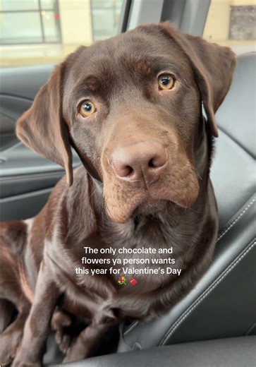 Chocolate Labs: The Perfect Valentine's Day Gift