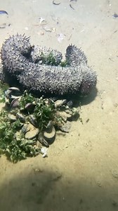 Diving to Catch Fish The Ultimate Deep Sea Seafood Challenge | Ocean Fish Hunting