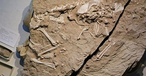 Rare fossil of ancient dog species discovered
