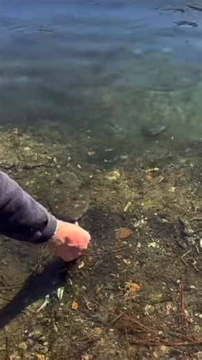 Hand feeding flounder… wild! #flounderpounder #dukeoffluke #flounder #feedingtime 🎥 @lakesource | Fishermans Headquarters