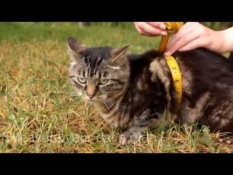 How to Measure Your Cat for a Harness