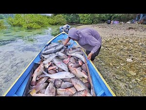 The secret is that once you set up your net you can catch hundreds of kilos of snapper and cook i...