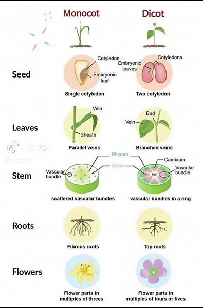 Monocots vs Dicots: Understanding Plant Classification