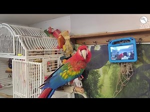 Parrots Learn to Video-Call Each Other as Part of Research Project to Improve Socialization