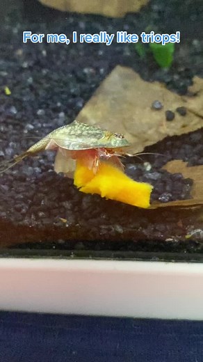 Discover the Fascinating World of Triops: Living Fossils in Action!