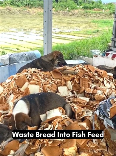 Turning Waste Bread Into Effective Fish Feed