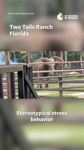 Two Tails Ranch makes its second appearance on our 10 worst zoos list, for its brutal management of its elephants with bullhooks, to make them comply to rides with tourists. Now, it has added another layer of cruelty by exporting Asha from the notorious Natural Bridge Zoo in Virginia and denying her a chance at retirement in a sanctuary. Instead, she lives an isolated, clearly stressed life waiting to be exploited for profit as all the other elephants are. Learn more: https://bit.ly/4p4BOfO Plea