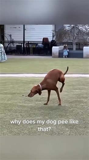 156K views · 4.1K reactions | The best dance battle you'll ever see...  #viral #fyp #trending #dog | Animals Pets | Facebook