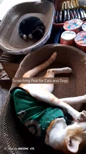 Scratching Post for Cats and Dogs