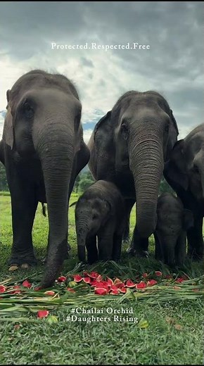 Meet Baby Elephants Banyan and Orchid & family 🐘. #elephant #shorts #chiangmai #cute