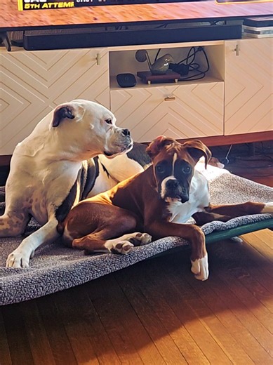 🔨 guilty #boxer #boxers #boxerdogsoftiktok #boxerdog #boxerpuppy #