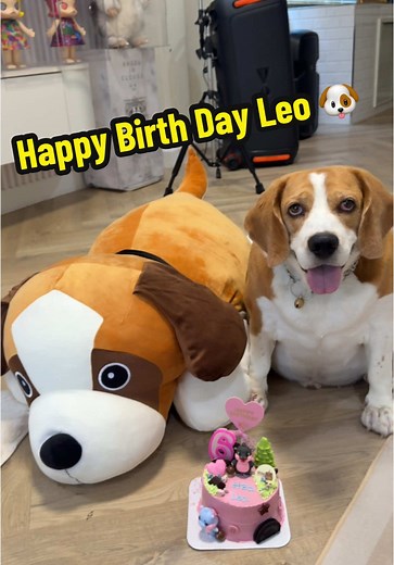 Celebrate Leo's Birthday with Funny Beagle Moments