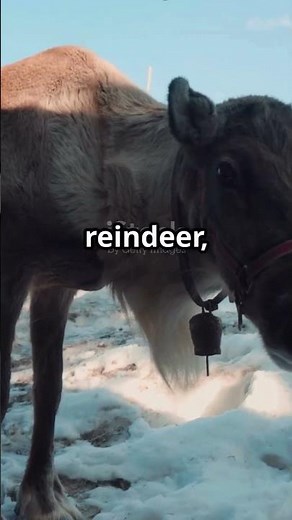 Reindeer Sounds: Nature's Winter Symphony! #ReindeerSounds #Wildlife #NatureLovers #WinterSymphony