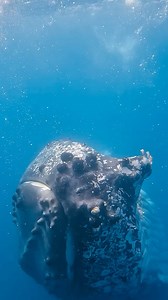 If a humpback accidentally drinks seawater, their specialized kidneys process the salt 🧂 Did you know humpback whales do not drink water?? Their hydration comes from the food they eat in the form of metabolic water. 💧 (A term describing water sourced from breaking down food.) INCREDIBLE close encounter with this whale in Australia! 📸Research activities conducted under appropriate state and federal permits and following animal ethics approval. #pacificwhale #pacificwhalefoundation #australiawh