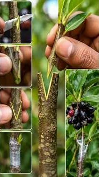 V Graft Your Jamun Plant Like This! 🌱 #jamun #jamunplant #grafting #graftingtechniques