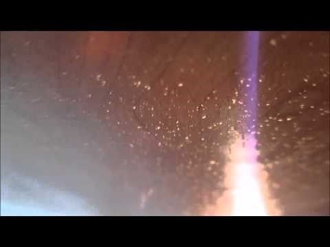 What are these bugs?