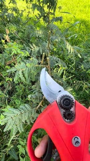 electric scissors easy use save time P3067 #tool | Louie Reid