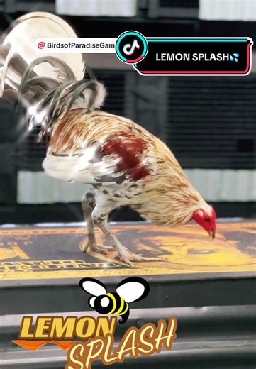 HAWAII GAMEFOWL BIRDS OF PARADISE #hawaii #hawaiigamefowl #oahu #bigisland #maui