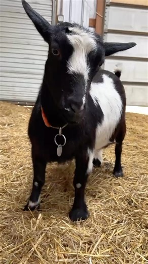 225 reactions · 17 comments | Update 請請請請請請請請請請 GOATS FOR SALE...
