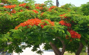 Royal Poinciana (Cây Phượng Vĩ) - GreenLife by Shamus O'Leary