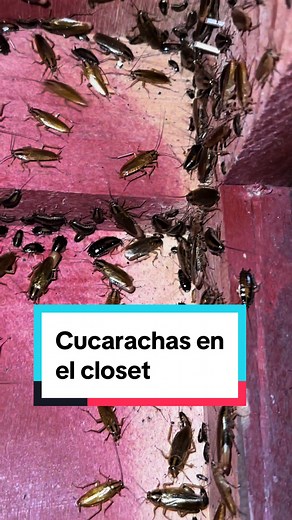 Cómo eliminar cucarachas en casa: guía efectiva
