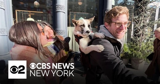 NYC influencer takes shelter dogs on subway rides to help them find homes