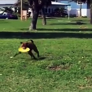 Funniest Animals Ever - Awesome Funny Animals' Life Videos - Funniest Pets