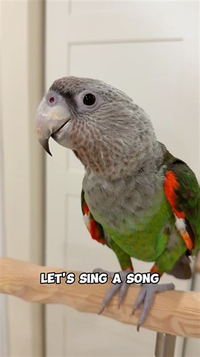 Let's Sing a Song Kody Cape Parrot