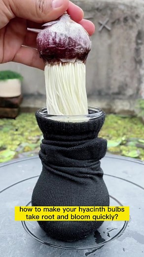 Quick Tips for Blooming Hyacinth Bulbs