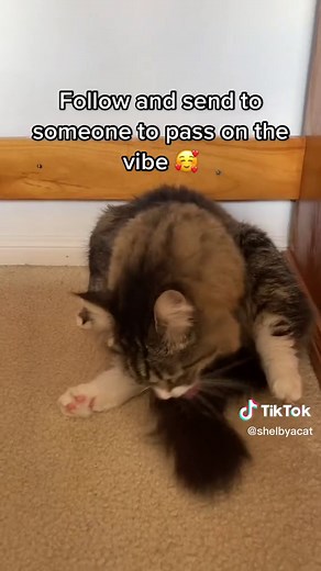 Funny Cat Memes Compilation - Hilarious Cat Videos