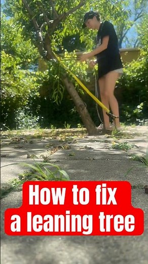 How to fix a leaning tree
